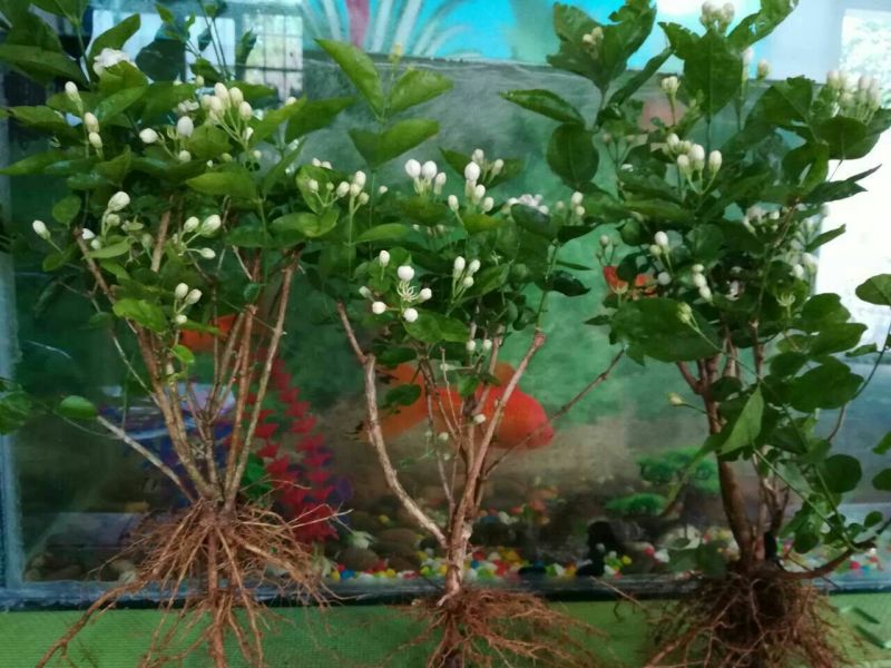 茉莉花不含盆