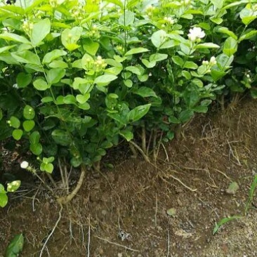 茉莉花苗30~50cm