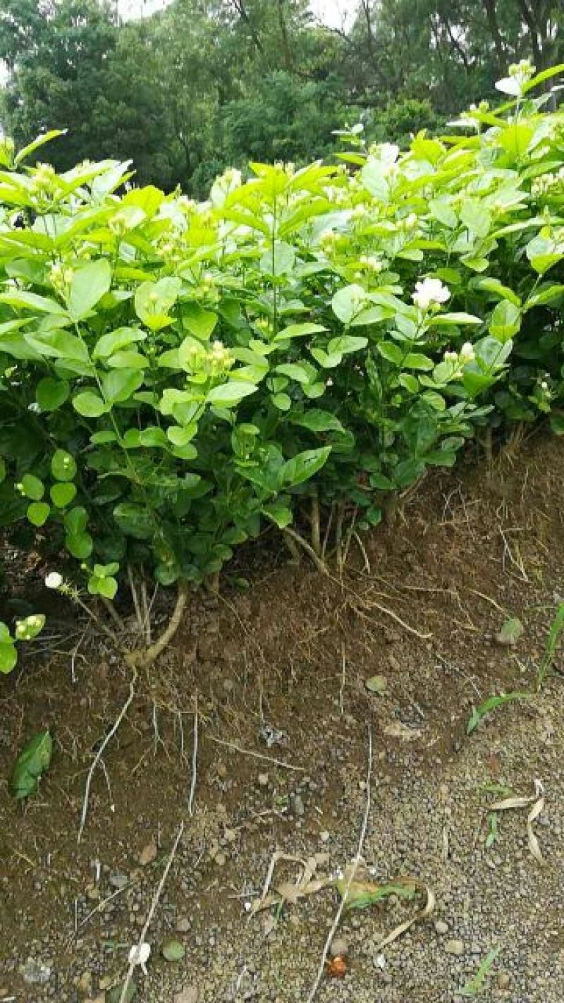 茉莉花苗30~50cm