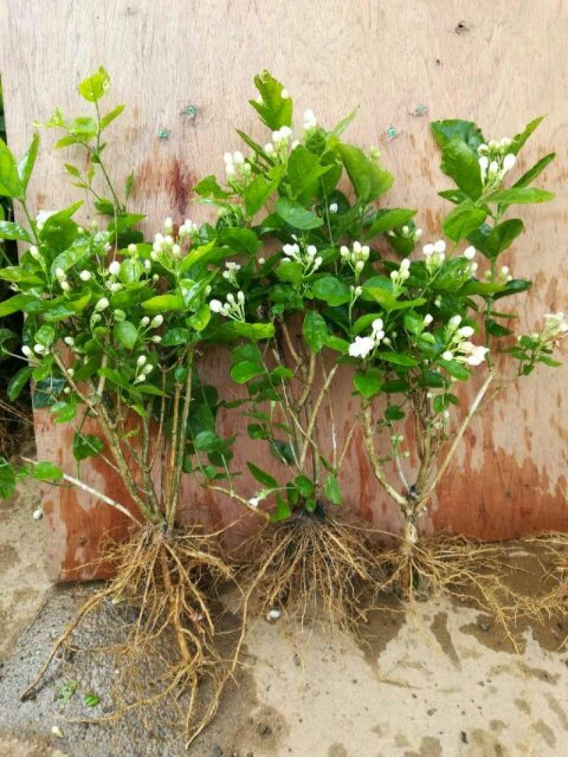 茉莉花苗30~50cm