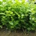 茉莉花苗30~50cm