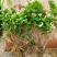 茉莉花苗30~50cm