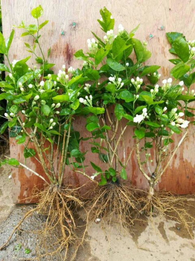 茉莉花苗30~50cm