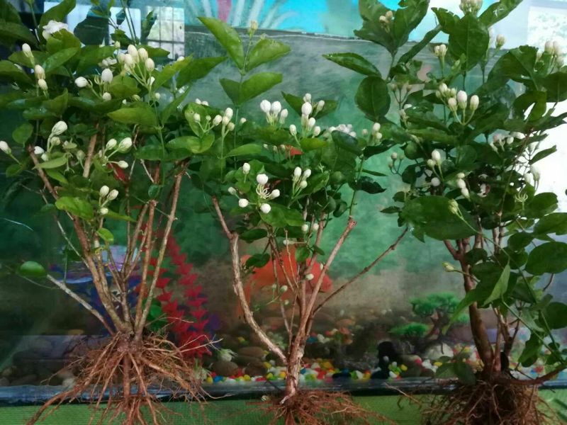 茉莉花苗30~50cm