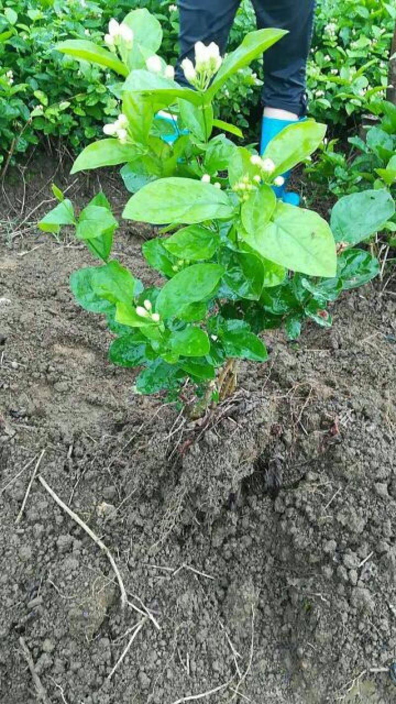 茉莉花苗30~50cm