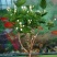茉莉花苗30~50cm