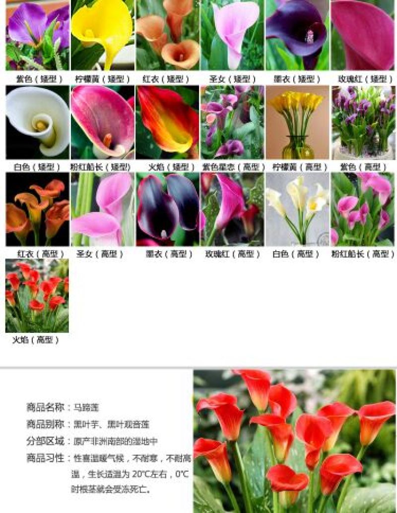 马蹄莲种球包成活对版