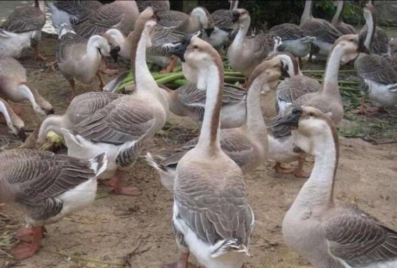 鹅苗