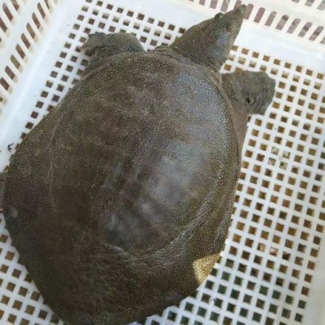 甲鱼苗鱼苗