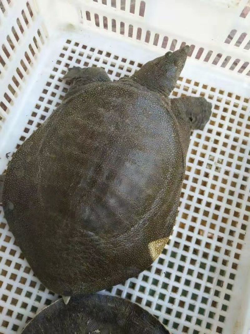 甲鱼苗鱼苗