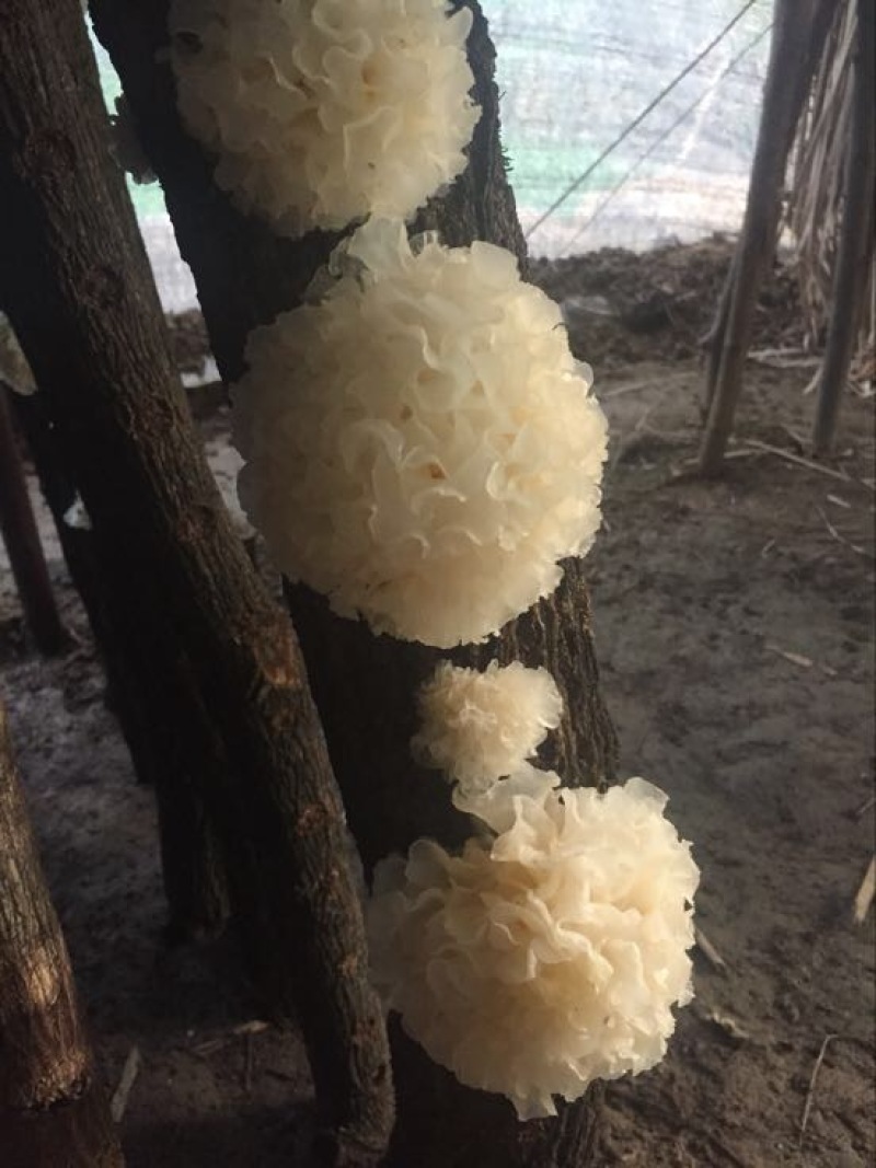 鲜银耳