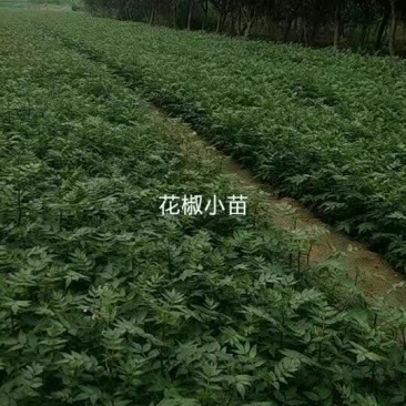 花椒苗0.5~1年