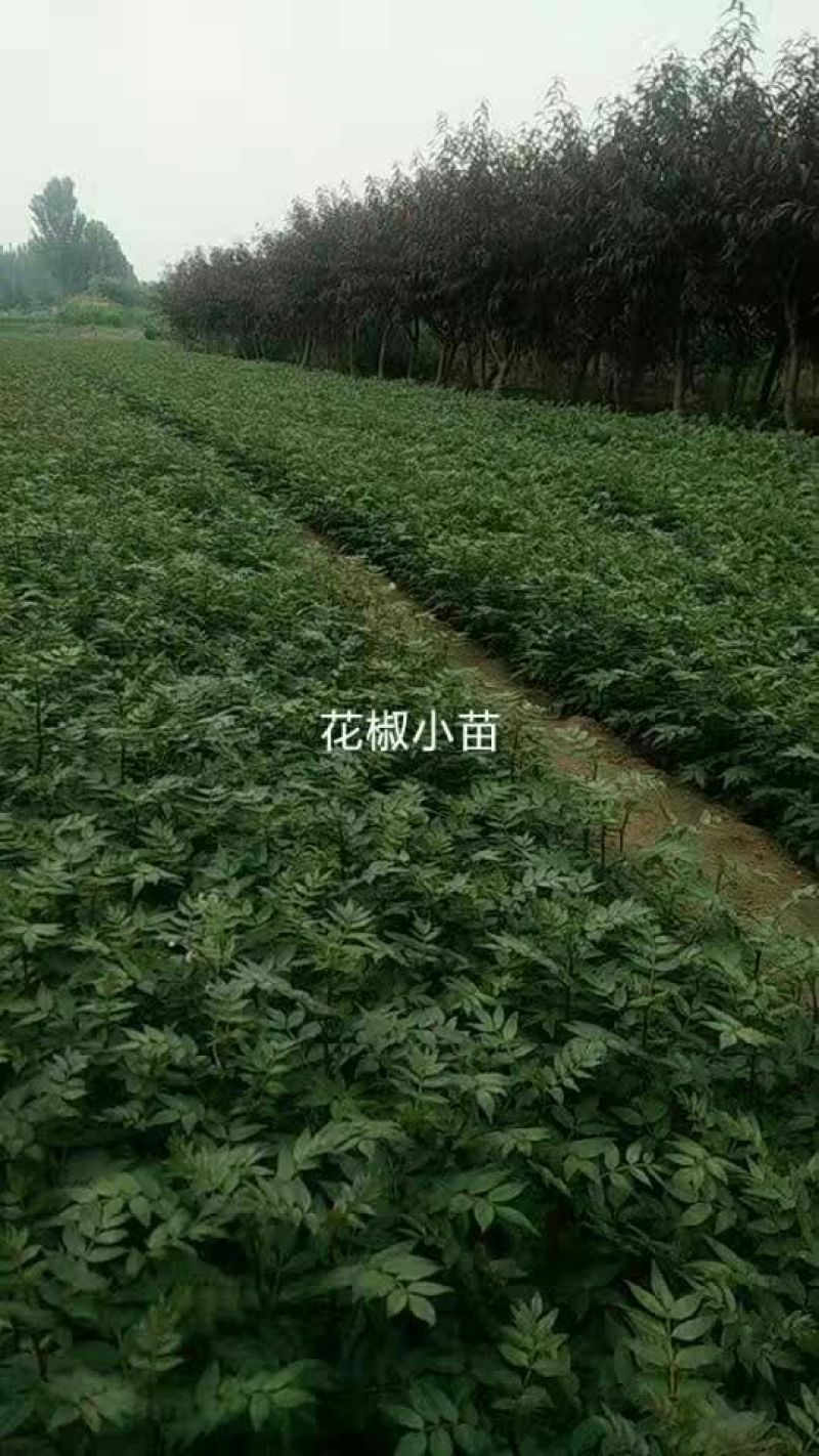 花椒苗0.5~1年