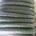密刺黄瓜25公分以上干花带刺