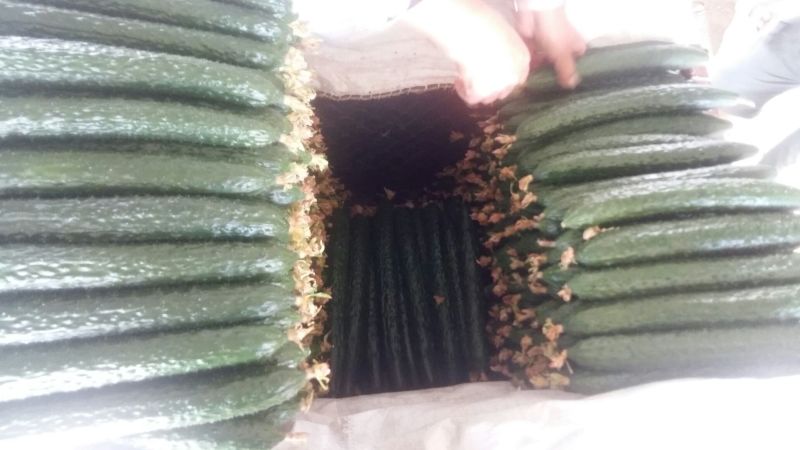 密刺黄瓜25公分以上干花带刺
