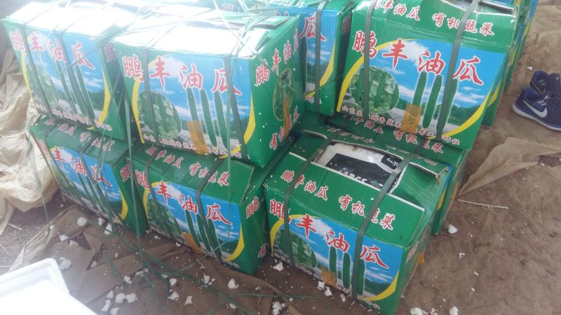密刺黄瓜25公分以上干花带刺