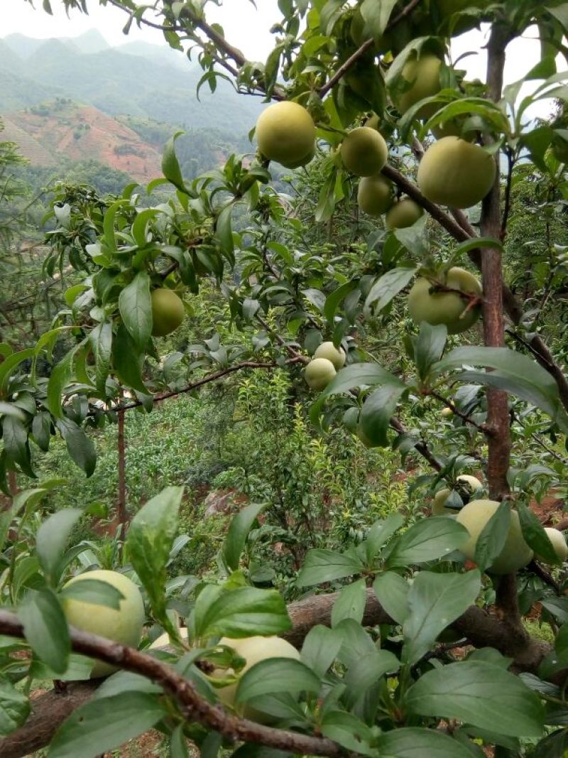 四月李