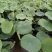 荷花30~40cm