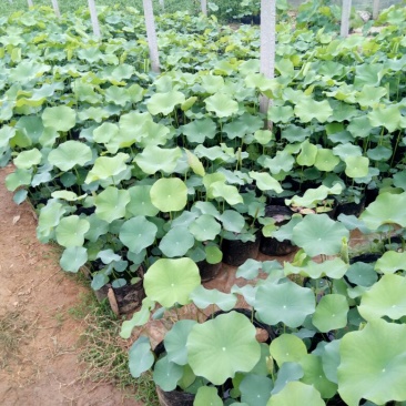荷花30~40cm