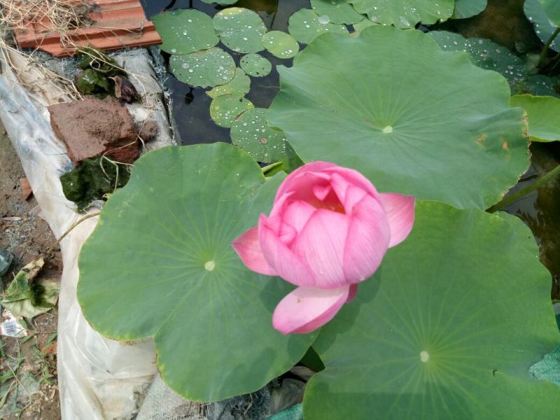 荷花30~40cm