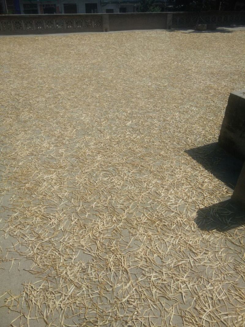 干黄菜