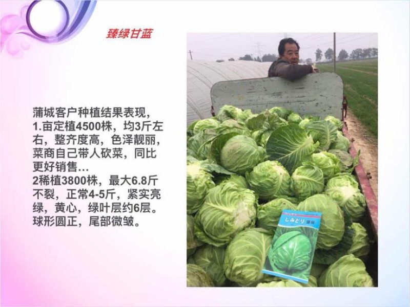 春秋甘蓝种子～臻绿甘蓝