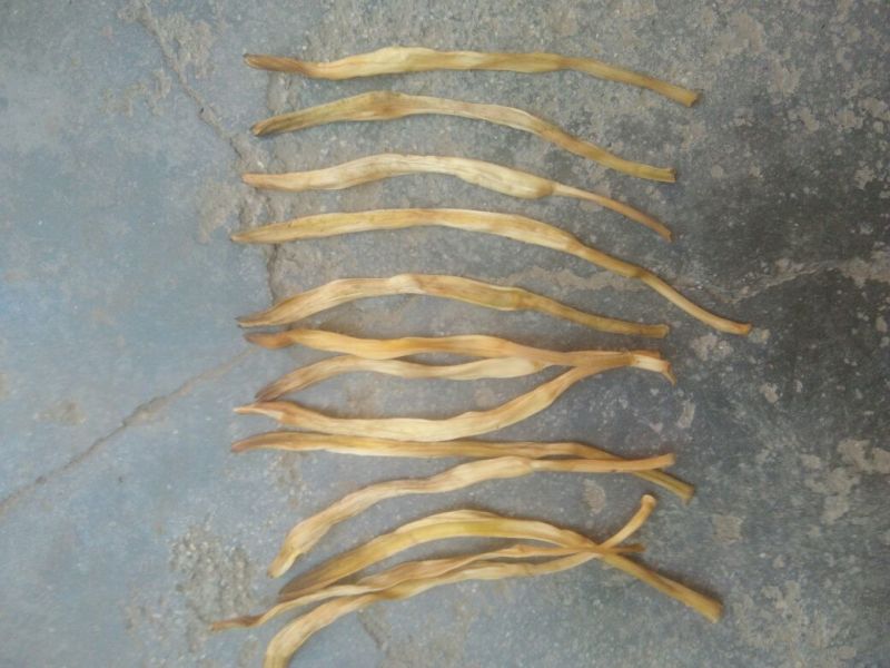 干黄菜