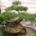 造型松3棵造型盆景松一起卖
