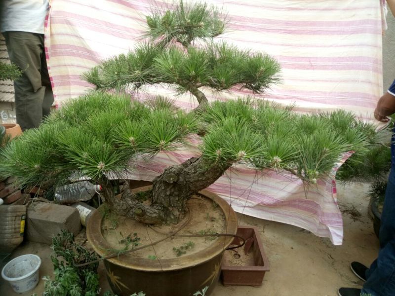 造型松3棵造型盆景松一起卖