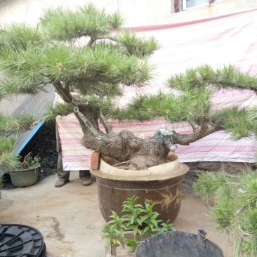 造型松3棵造型盆景松一起卖