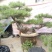 造型松3棵造型盆景松一起卖