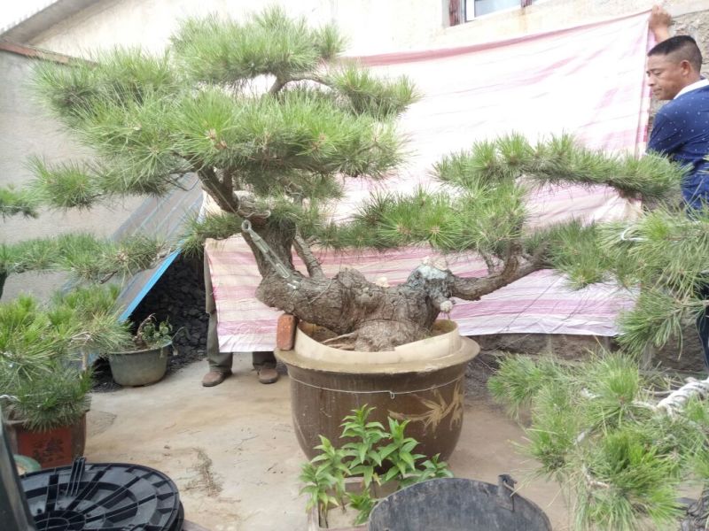 造型松3棵造型盆景松一起卖