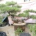 造型松3棵造型盆景松一起卖