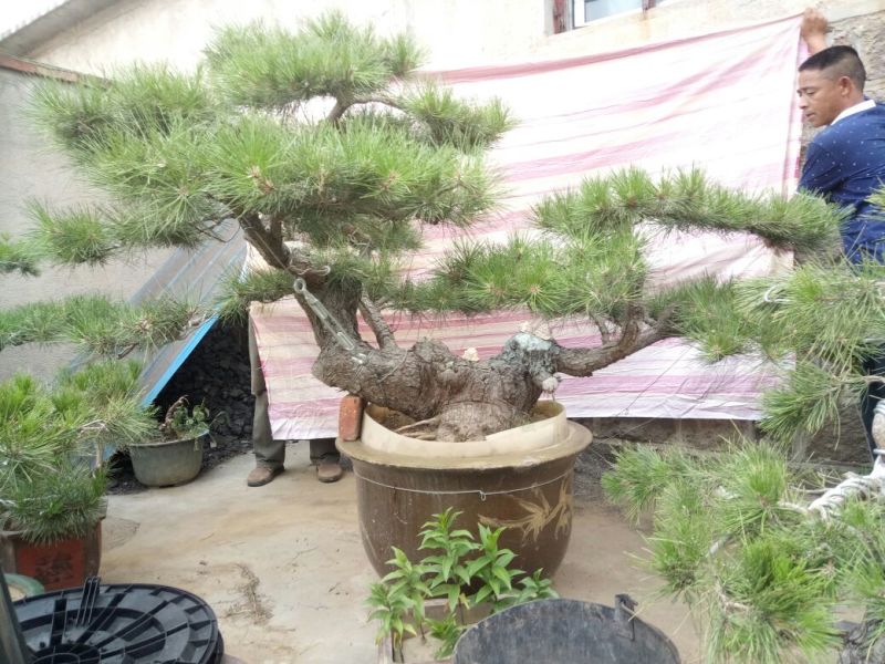 造型松3棵造型盆景松一起卖