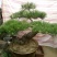 造型松3棵造型盆景松一起卖