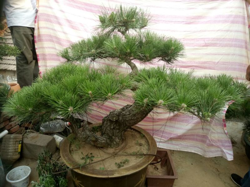造型松3棵造型盆景松一起卖