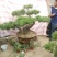造型松3棵造型盆景松一起卖