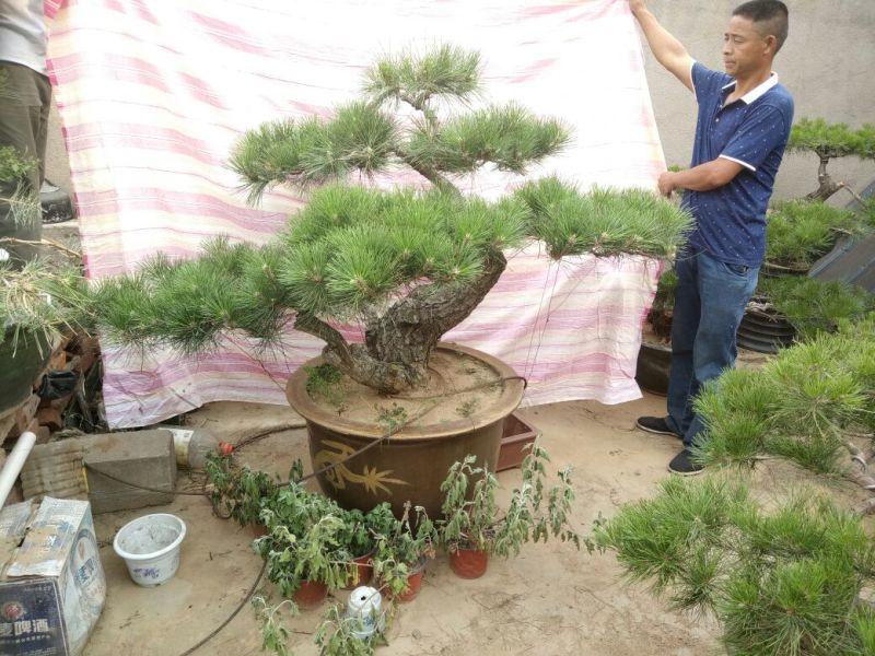造型松3棵造型盆景松一起卖