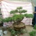 造型松3棵造型盆景松一起卖