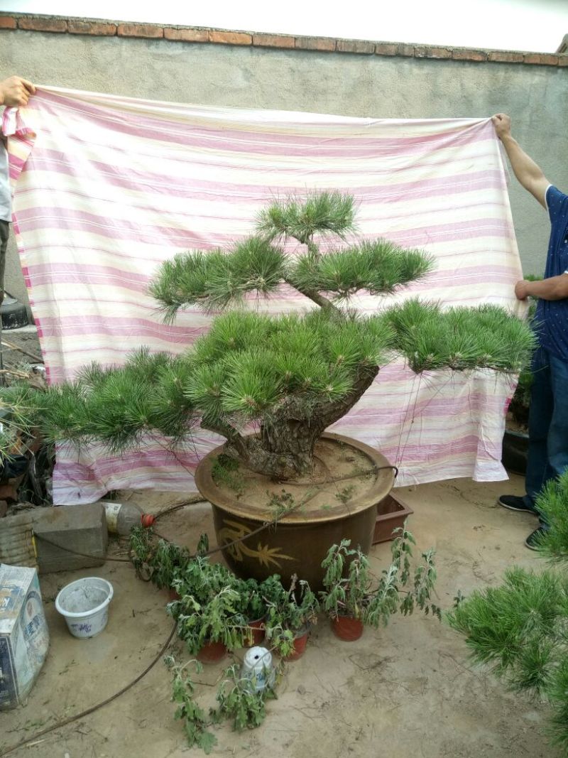 造型松3棵造型盆景松一起卖