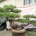 造型松3棵造型盆景松一起卖