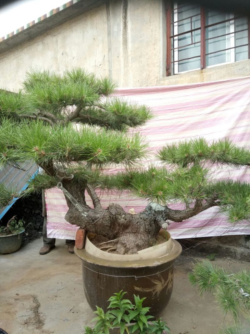 造型松3棵造型盆景松一起卖