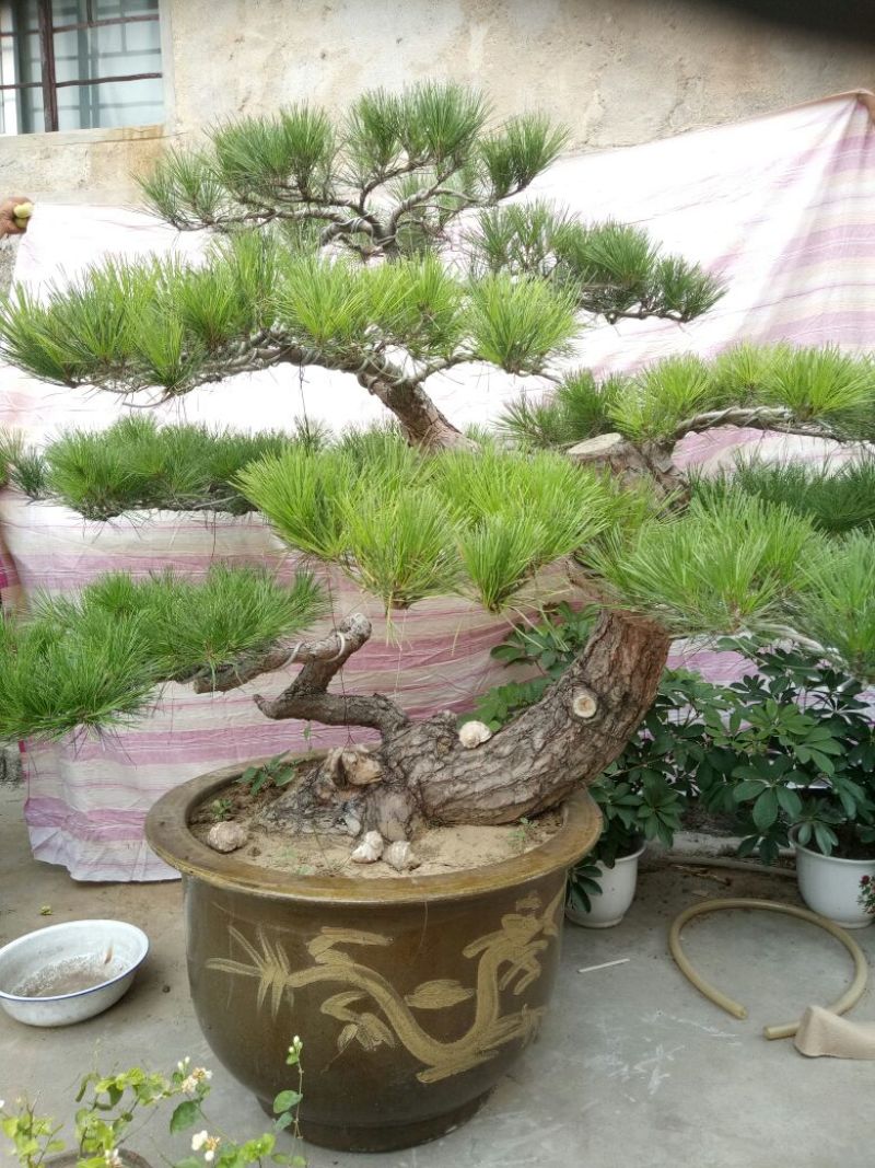 造型松3棵造型盆景松一起卖