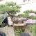 造型松3棵造型盆景松一起卖