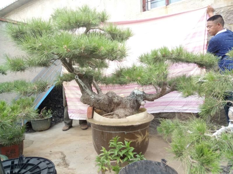 造型松3棵造型盆景松一起卖