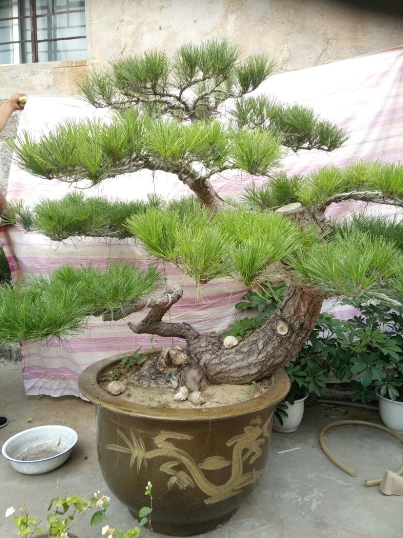 造型松3棵造型盆景松一起卖