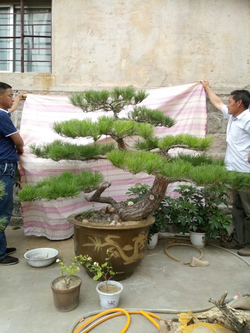 造型松3棵造型盆景松一起卖