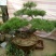 造型松3棵造型盆景松一起卖