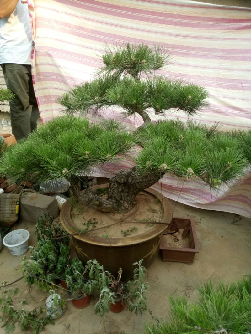 造型松3棵造型盆景松一起卖