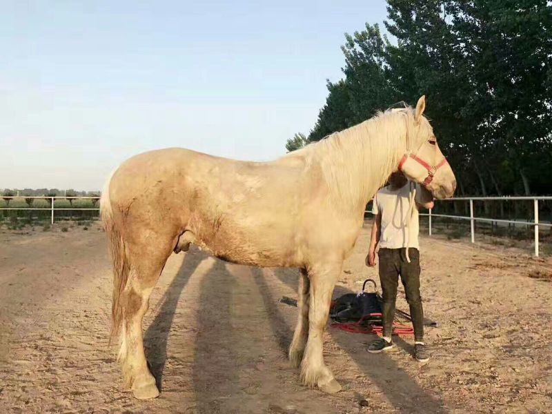 肉马100~200kg